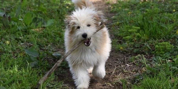 Dog keeps outlet chewing sticks